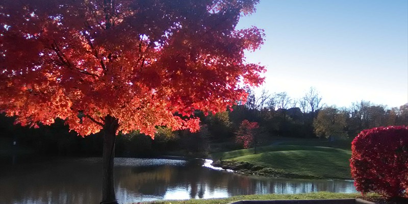 crossingsfallredtreeblue