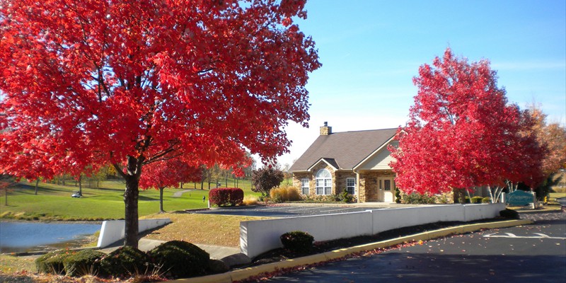 crossingsfallredtrees2